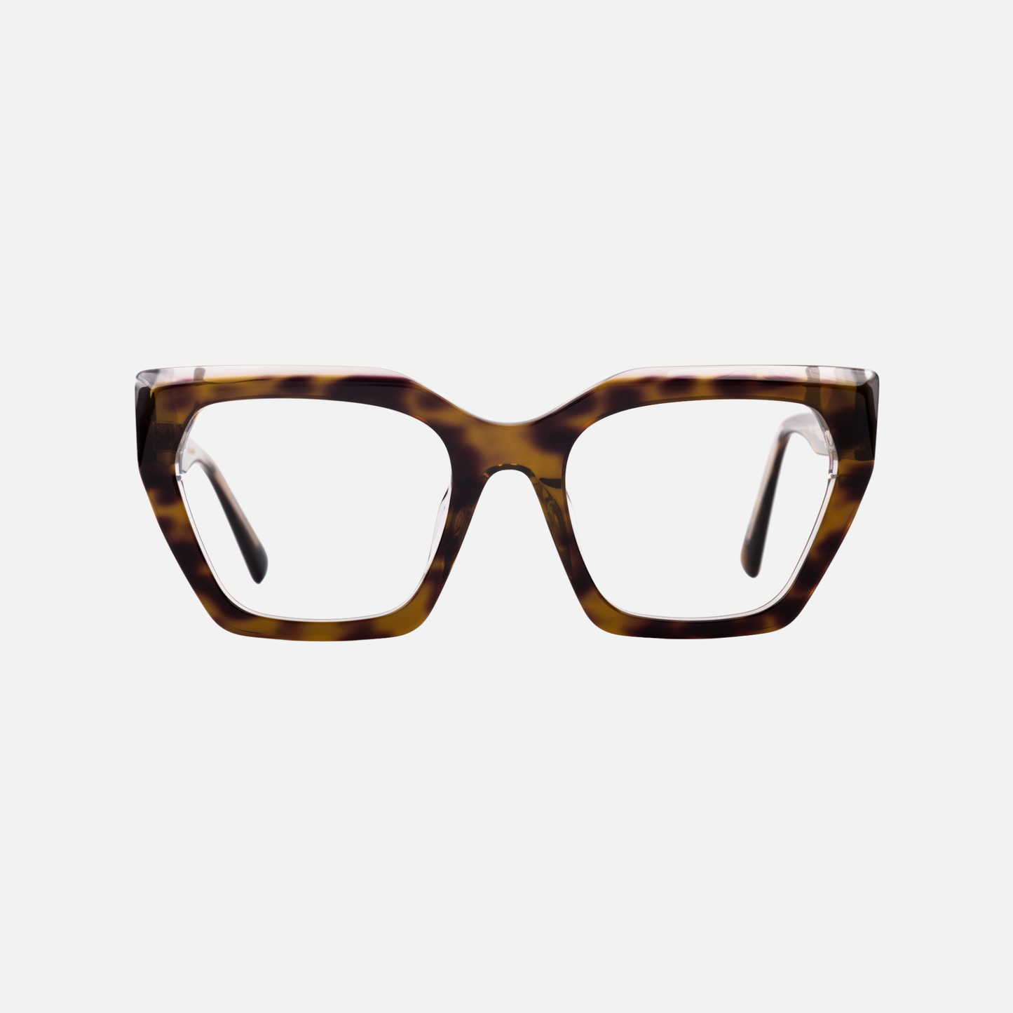 Asia Chocolate Tortoise